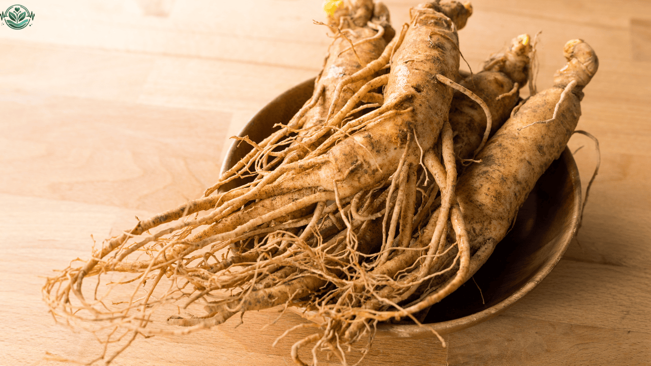 Korean Ginseng