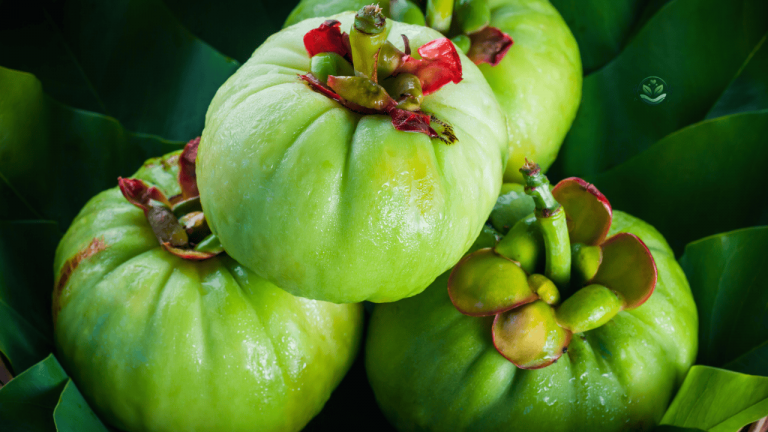 Garcinia cambogia