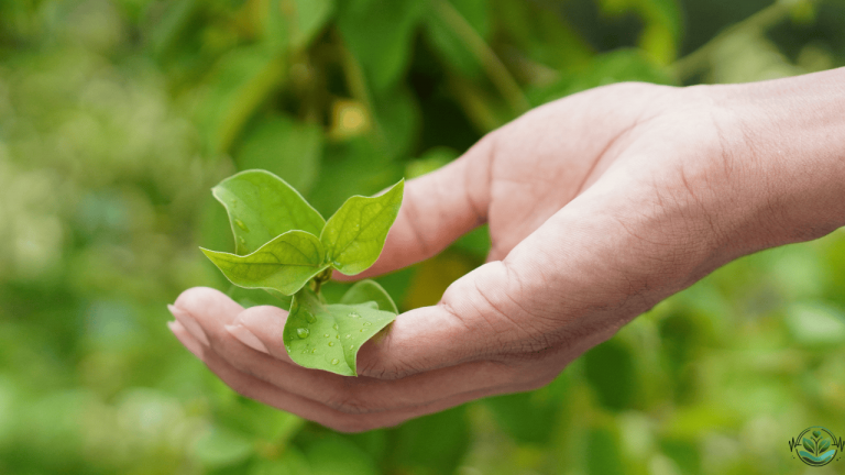 Gymnema Sylvestre