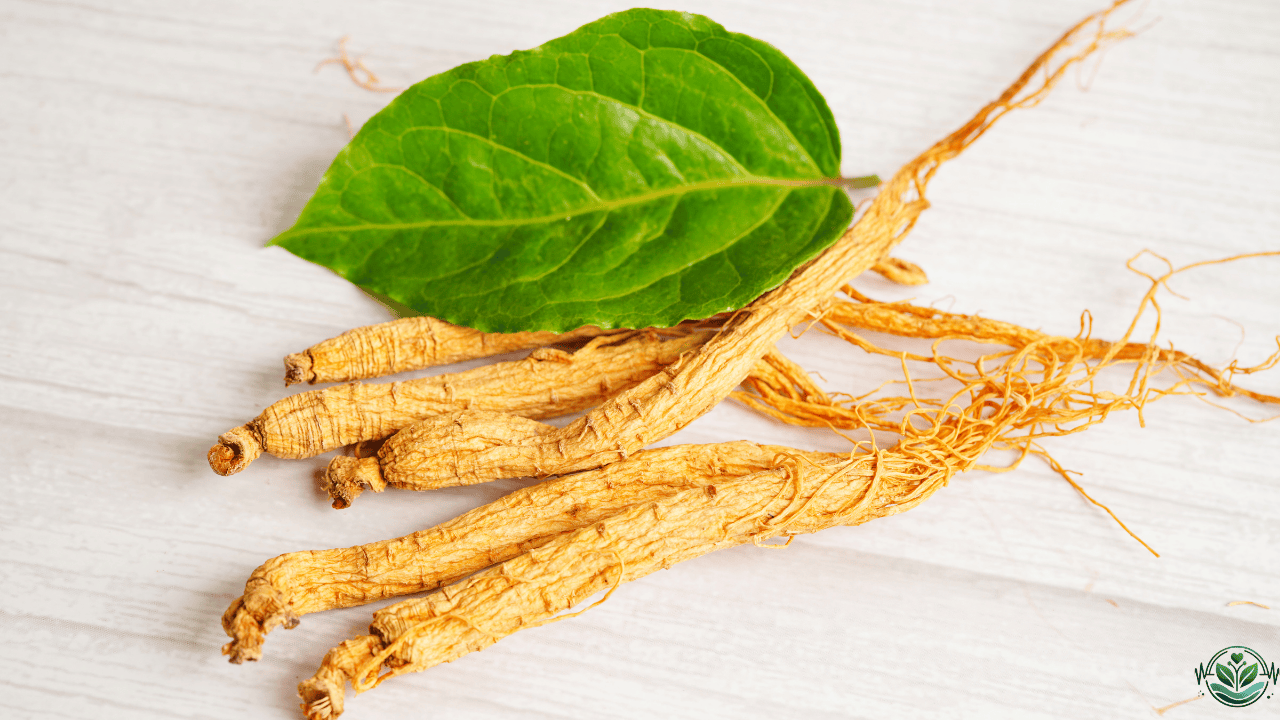 Panax Ginseng